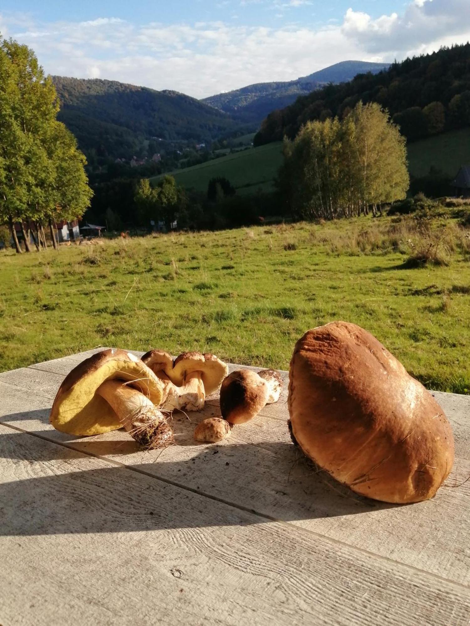 Domek W Gorach Sowich Pieszyce Exterior foto